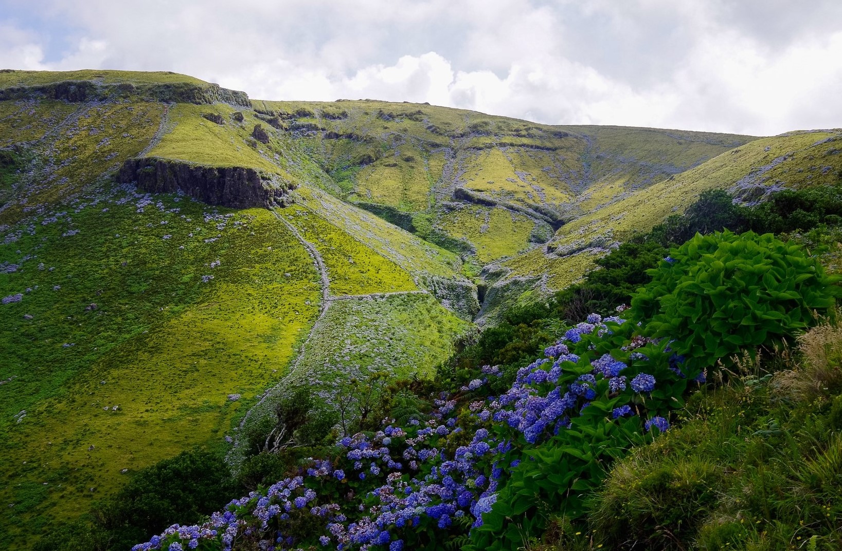 Azores Hydrangea